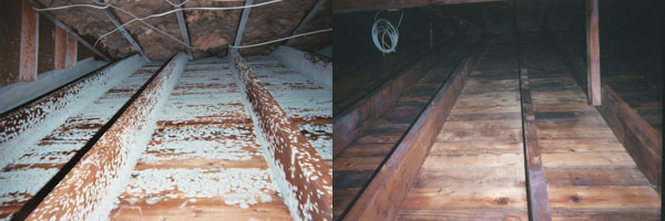 Mold Remediation in a crawl space (Before & After) Bradenton FL