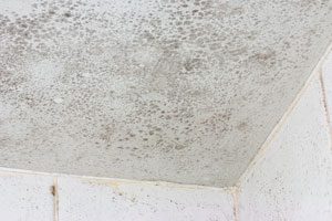 mold growing on a ceiling Bradenton FL