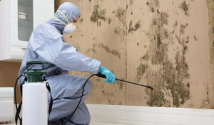 mold-bg Mold Remediation Service