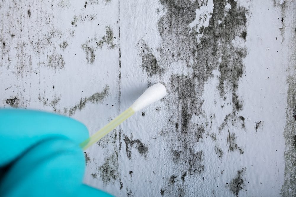Mold Testing in Sarasota